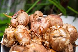 Gladiolus Bulbs